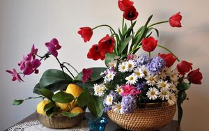 Preview wallpaper tulips, daisies, orchids, hyacinths, lemons, leaves, still life