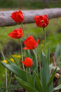 Preview wallpaper tulips, dandelions, fence, nature, grass