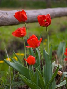 Preview wallpaper tulips, dandelions, fence, nature, grass