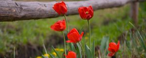 Preview wallpaper tulips, dandelions, fence, nature, grass