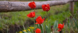 Preview wallpaper tulips, dandelions, fence, nature, grass