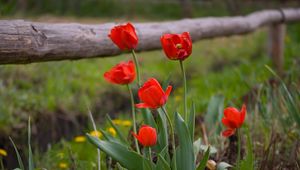 Preview wallpaper tulips, dandelions, fence, nature, grass