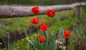 Preview wallpaper tulips, dandelions, fence, nature, grass