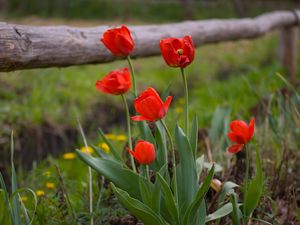 Preview wallpaper tulips, dandelions, fence, nature, grass