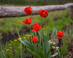 Preview wallpaper tulips, dandelions, fence, nature, grass