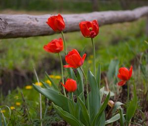 Preview wallpaper tulips, dandelions, fence, nature, grass