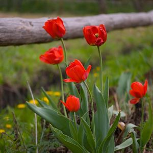 Preview wallpaper tulips, dandelions, fence, nature, grass