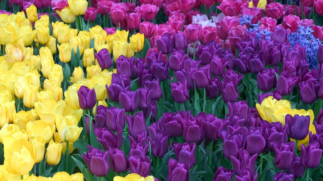 Wallpaper tulips, different, colors, bright, flowerbed, beauty