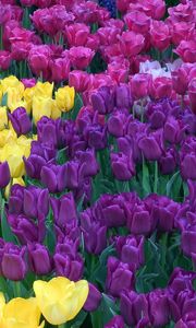 Preview wallpaper tulips, different, colors, bright, flowerbed, beauty