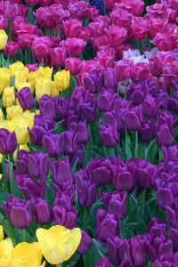 Preview wallpaper tulips, different, colors, bright, flowerbed, beauty