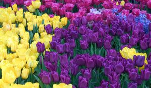 Preview wallpaper tulips, different, colors, bright, flowerbed, beauty