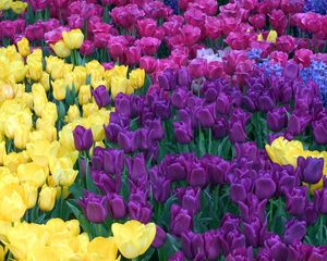 Preview wallpaper tulips, different, colors, bright, flowerbed, beauty