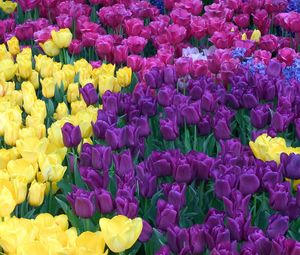 Preview wallpaper tulips, different, colors, bright, flowerbed, beauty