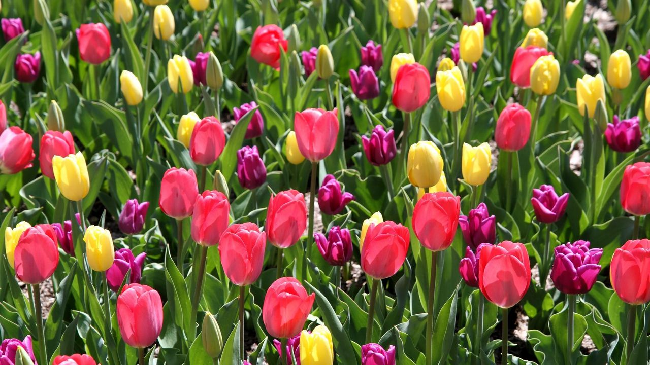 Wallpaper tulips, different, flowers, flowerbed, spring, sunny