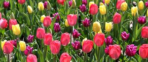 Preview wallpaper tulips, different, flowers, flowerbed, spring, sunny