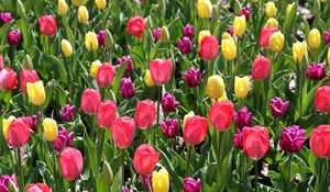 Preview wallpaper tulips, different, flowers, flowerbed, spring, sunny