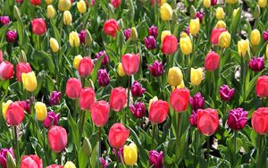 Preview wallpaper tulips, different, flowers, flowerbed, spring, sunny