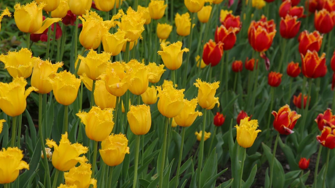 Wallpaper tulips, double, flowerbed, yellow, red