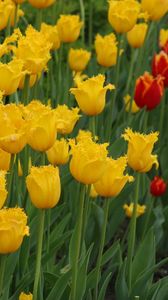 Preview wallpaper tulips, double, flowerbed, yellow, red