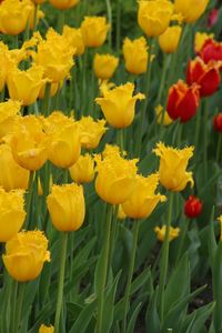Preview wallpaper tulips, double, flowerbed, yellow, red