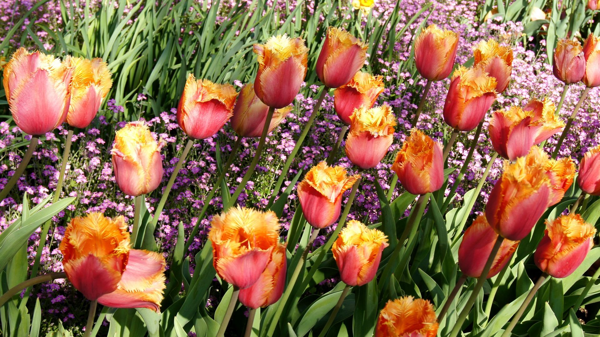 Download wallpaper 1920x1080 tulips, double, flowers, flowerbed, spring ...