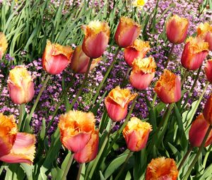Preview wallpaper tulips, double, flowers, flowerbed, spring, beauty