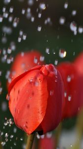 Preview wallpaper tulips, drops, flower, buds