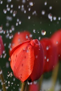 Preview wallpaper tulips, drops, flower, buds