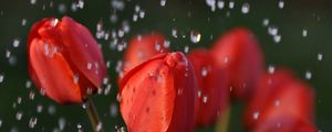 Preview wallpaper tulips, drops, flower, buds