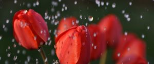 Preview wallpaper tulips, drops, flower, buds