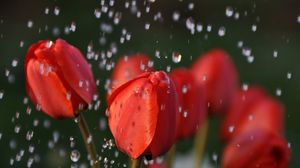 Preview wallpaper tulips, drops, flower, buds