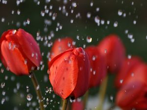 Preview wallpaper tulips, drops, flower, buds