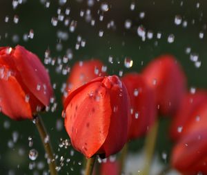 Preview wallpaper tulips, drops, flower, buds
