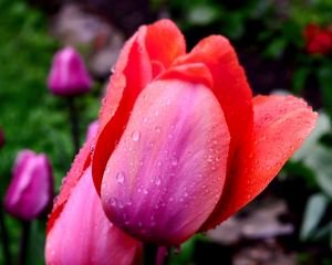 Preview wallpaper tulips, drops, petals, flower