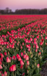 Preview wallpaper tulips, field, flowers, blur