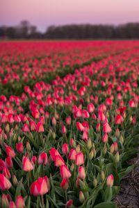 Preview wallpaper tulips, field, flowers, blur