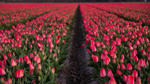 Preview wallpaper tulips, field, flowers, blur