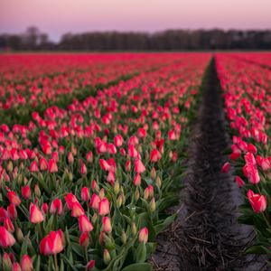 Preview wallpaper tulips, field, flowers, blur