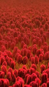 Preview wallpaper tulips, field, flowers, red, many