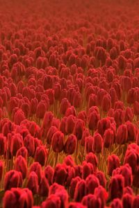 Preview wallpaper tulips, field, flowers, red, many