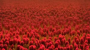 Preview wallpaper tulips, field, flowers, red, many
