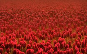 Preview wallpaper tulips, field, flowers, red, many