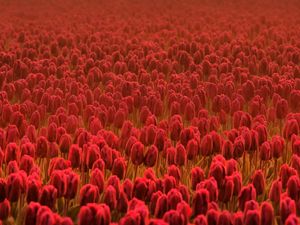 Preview wallpaper tulips, field, flowers, red, many