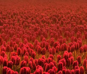 Preview wallpaper tulips, field, flowers, red, many