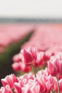 Preview wallpaper tulips, field, flowers, plant, striped