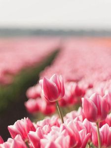 Preview wallpaper tulips, field, flowers, plant, striped