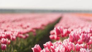 Tulip Wallpapers 63 pictures