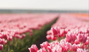 Preview wallpaper tulips, field, flowers, plant, striped