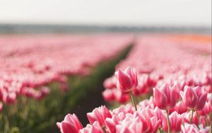 Preview wallpaper tulips, field, flowers, plant, striped