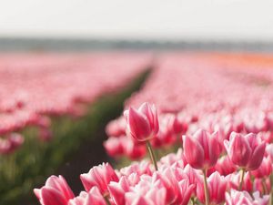 Preview wallpaper tulips, field, flowers, plant, striped